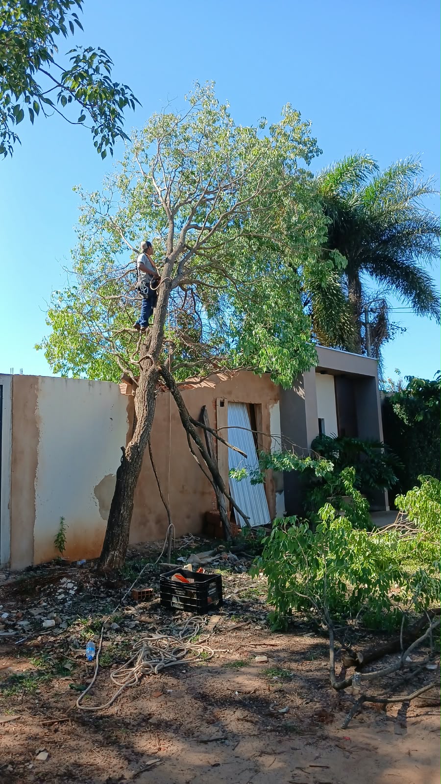 Técnico do Rei da Poda realizando corte dirigido com segurança próximo a muro